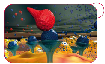 IL-1Ra (modré guličky) chráni bunky chrupavky pred agresívnym IL-1 (červené guličky).